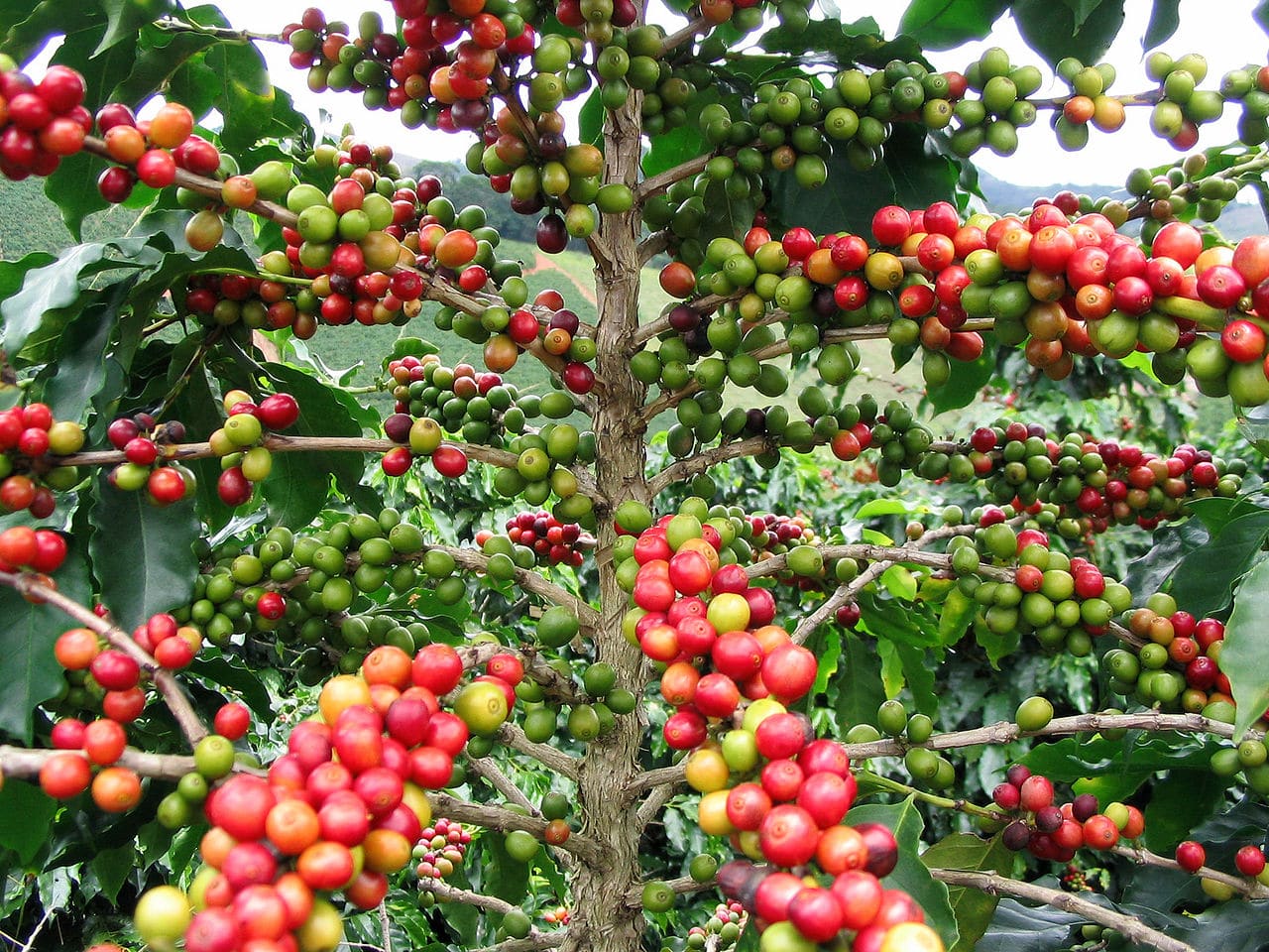 Ripening coffee tree