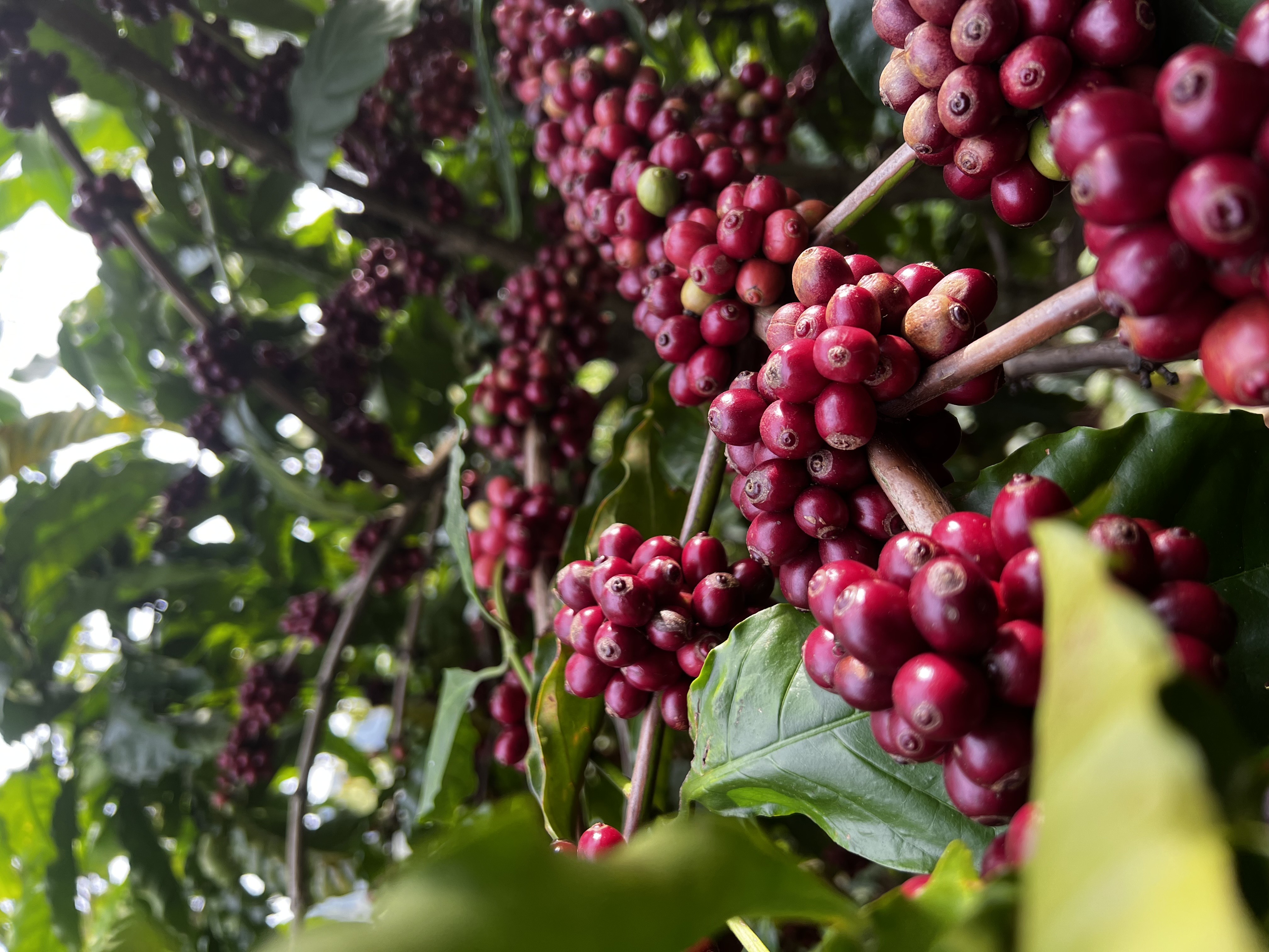 Fine Robusta - XL