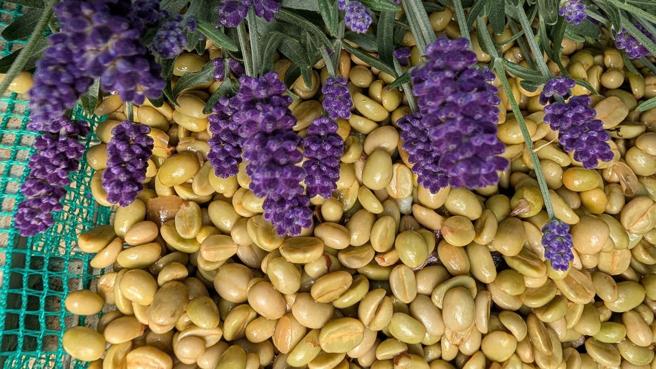 Lavender Co-ferment