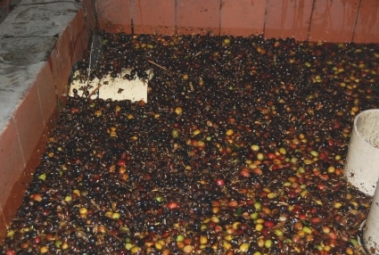 Sorting of unripe and damaged fruits in water tanks