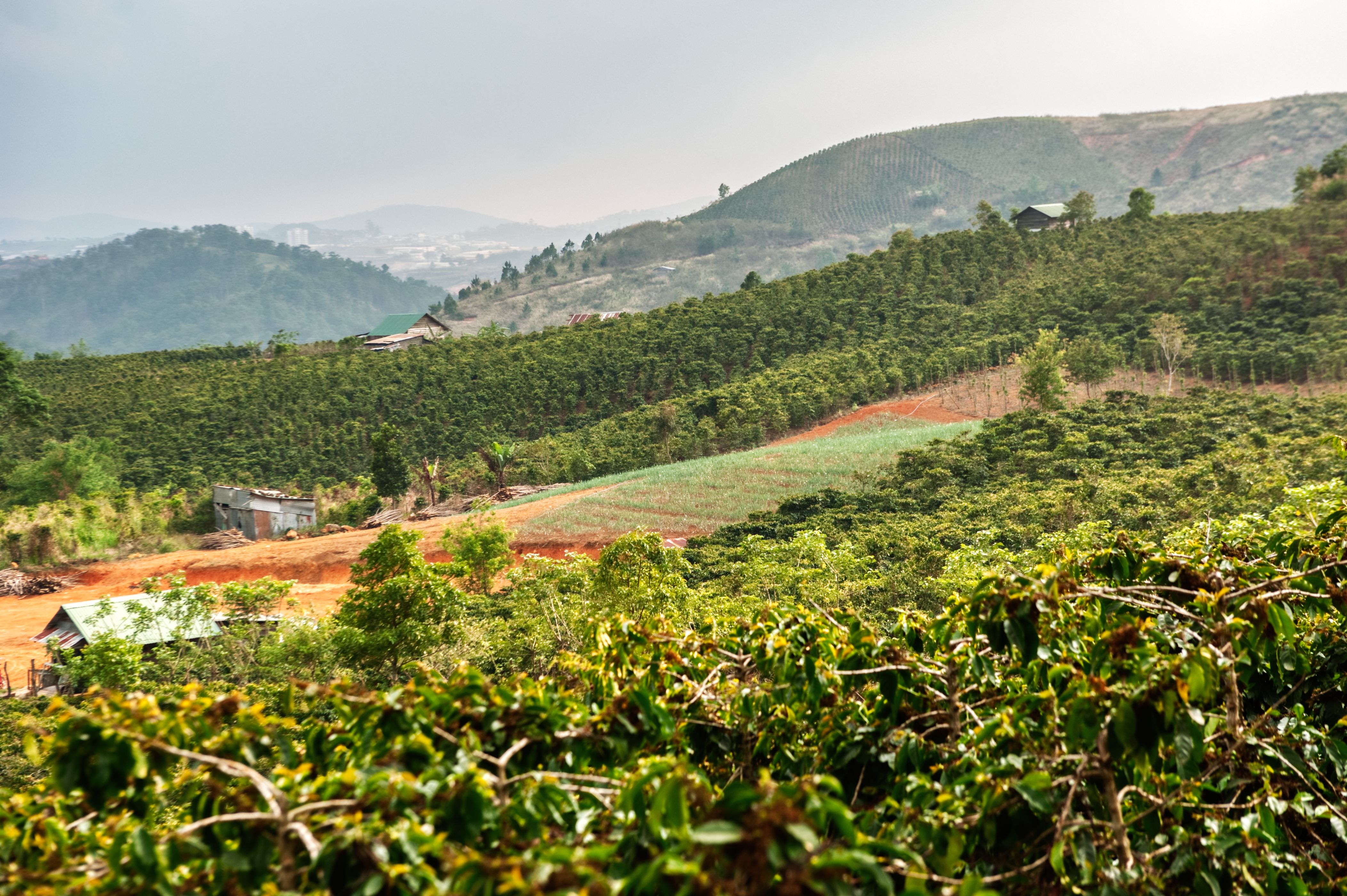 Coffee farm