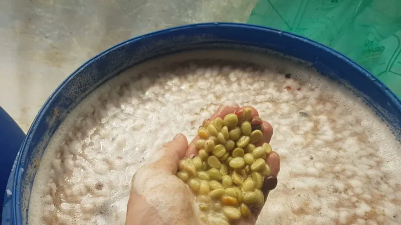 Lên men